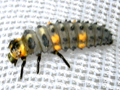 Coccinella septempunctata